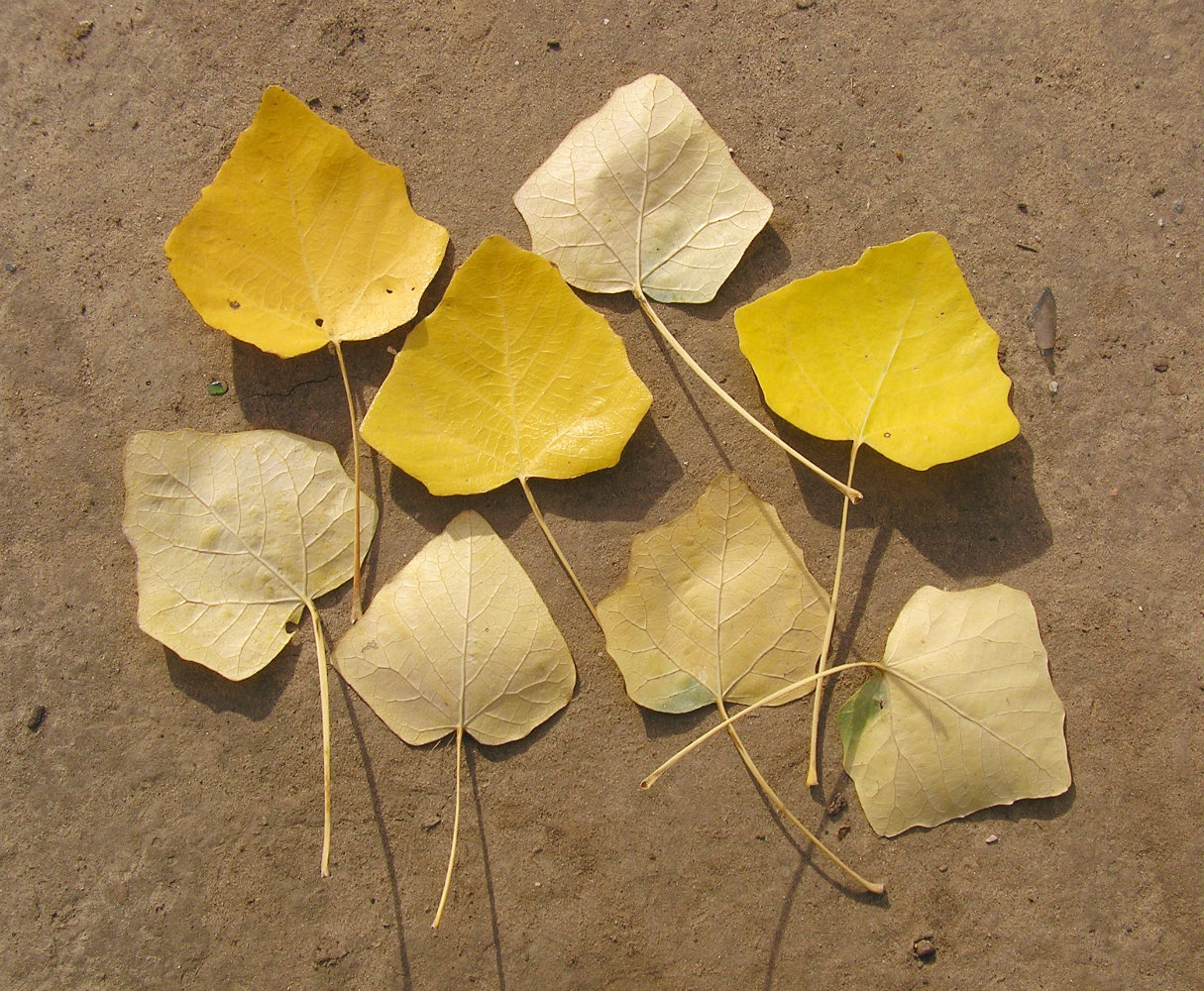 Image of Populus alba specimen.