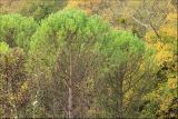 Pinus pinea. Кроны взрослых деревьев. Черноморское побережье Кавказа, Геленджик, близ с. Прасковеевка, искусственные посадки. 5 ноября 2012 г.
