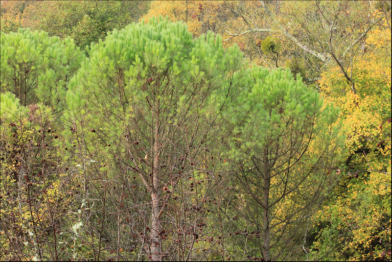 Изображение особи Pinus pinea.