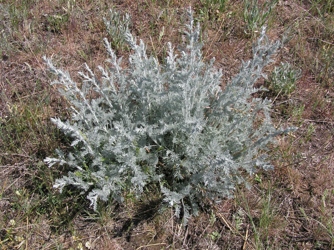 Image of Artemisia lercheana specimen.