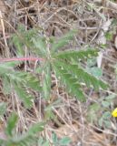 Potentilla laciniosa