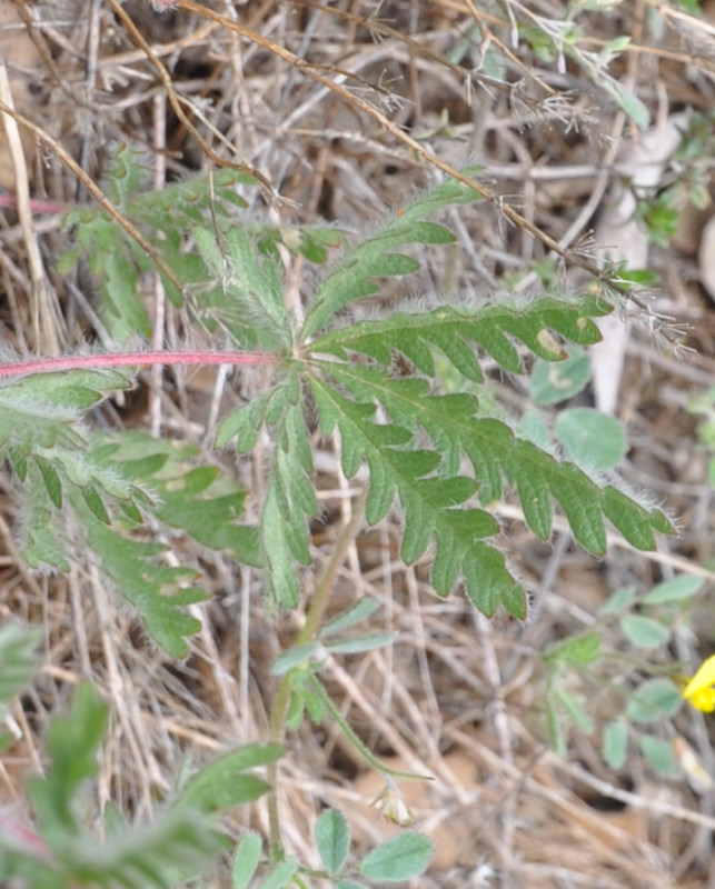 Изображение особи Potentilla laciniosa.