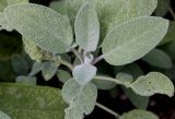 Salvia officinalis