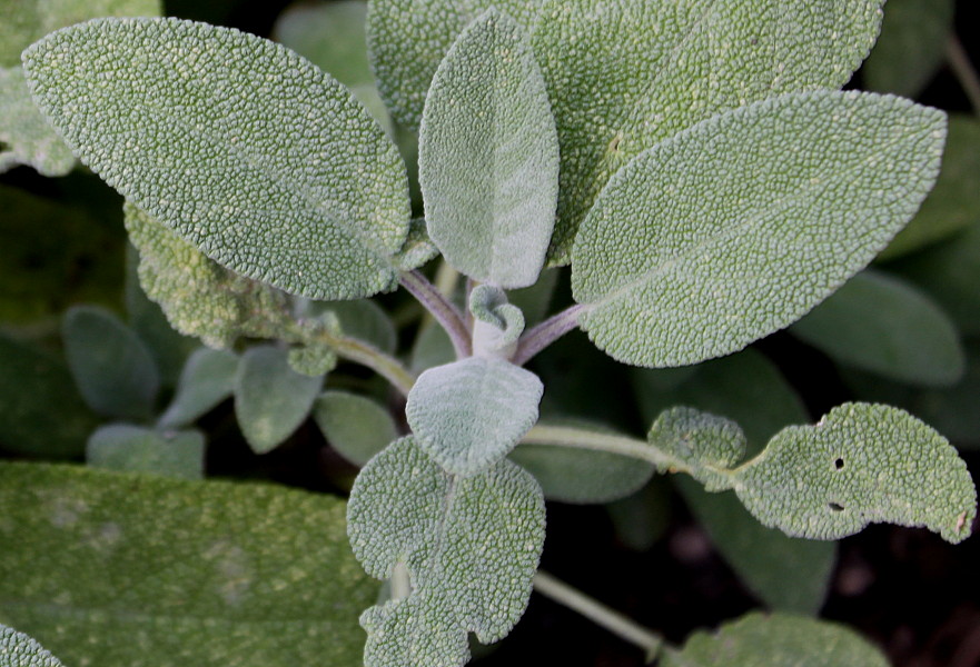 Image of Salvia officinalis specimen.