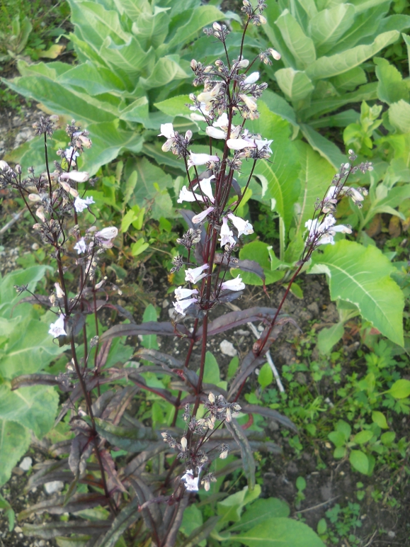 Image of Penstemon digitalis specimen.