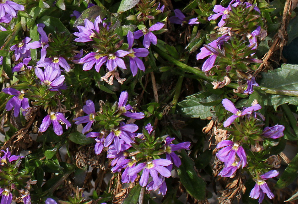 Изображение особи Scaevola aemula.