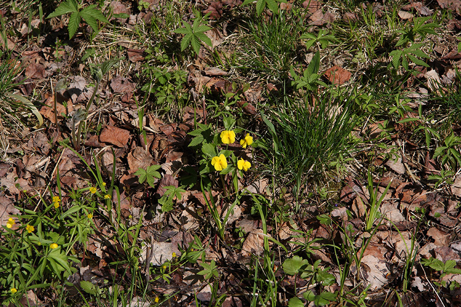 Image of Viola uniflora specimen.