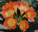 Clivia miniata