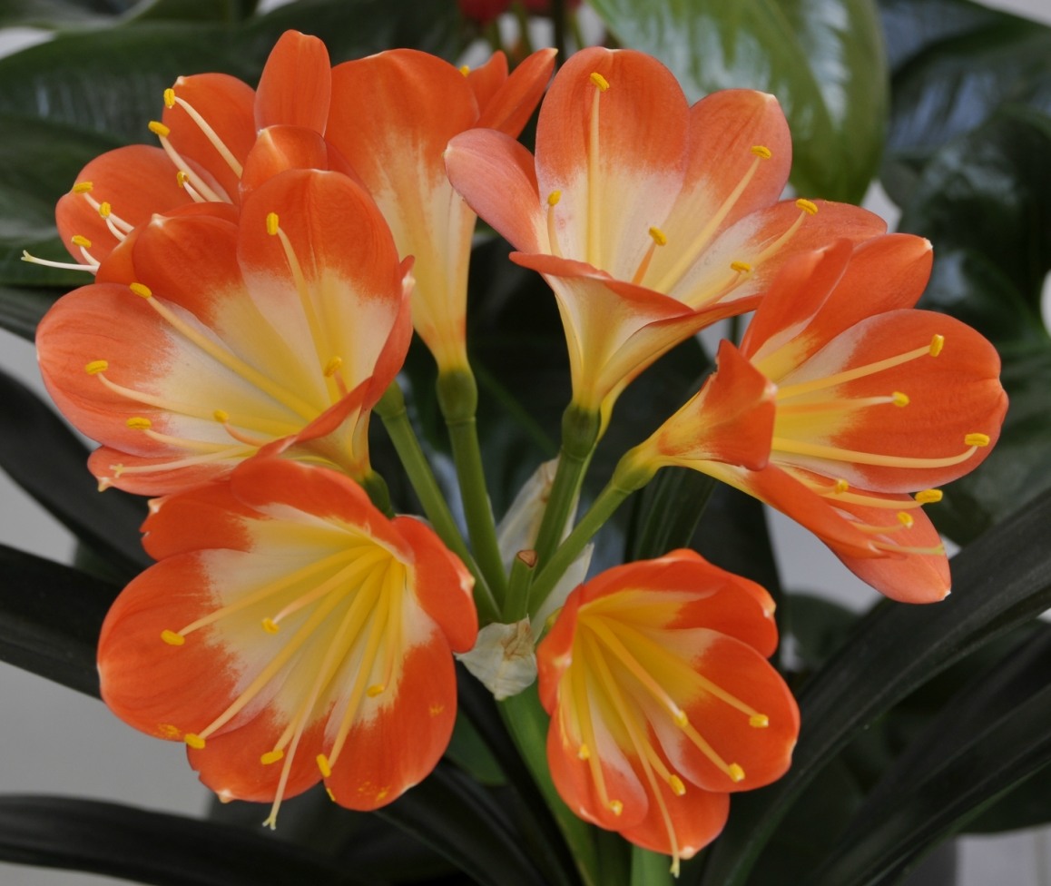 Image of Clivia miniata specimen.