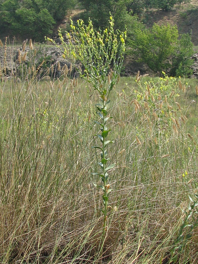 Image of Linaria genistifolia specimen.