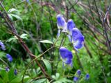 Aconitum woroschilovii