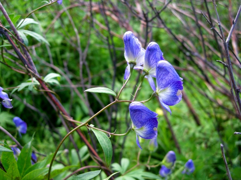 Изображение особи Aconitum woroschilovii.