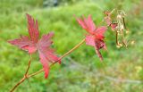 Geranium platyanthum. Верхушка плодоносящего растения в осенней окраске. Полярный Урал, бассейн р. Собь, руч. Валунный. 10.08.2012.