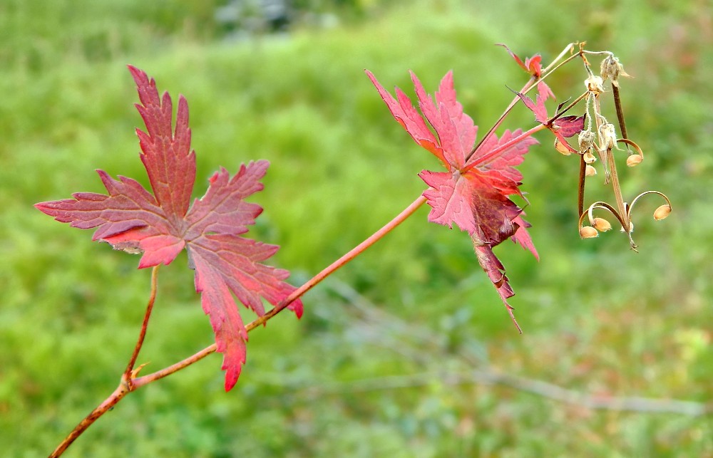 Image of Geranium platyanthum specimen.