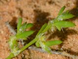 Image of taxon representative. Author is Татьяна Мальчинская