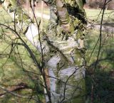 genus Betula. Верхняя часть ствола и скелетные ветви. Германия, г. Кемпен, в городском саду. 05.03.2013.