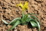 Juno tubergeniana
