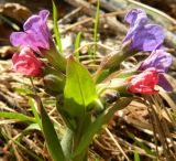 Pulmonaria obscura