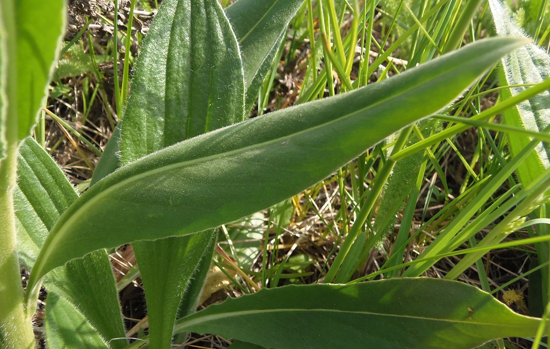 Image of Hesperis tristis specimen.