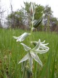 Ornithogalum boucheanum