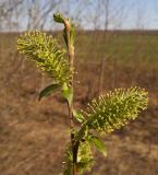 Salix myrsinifolia. Верхушка побега с женскими соцветиями. Московская обл., Лотошинский р-н, окр. дер. Савостино. 08.05.2013.