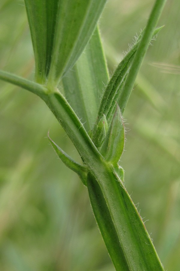 Image of Lathyrus hirsutus specimen.