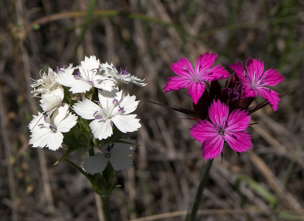 Image of Dianthus capitatus specimen.