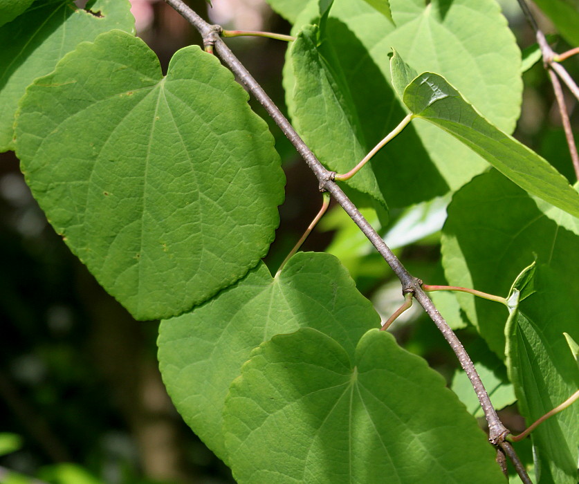 Изображение особи Cercidiphyllum magnificum.