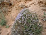 Thymus moldavicus. Цветущее растение на прибрежном каменистом обнажении. Украина, Одесса, мыс Малый Фонтан. 07.06.2013.