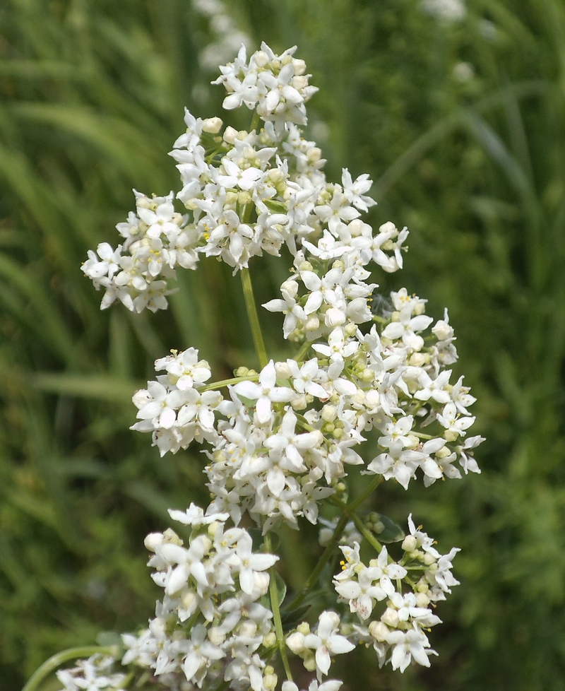 Изображение особи Galium boreale.