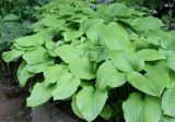 Hosta разновидность japonica