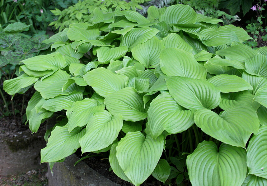 Image of Hosta plantaginea var. japonica specimen.