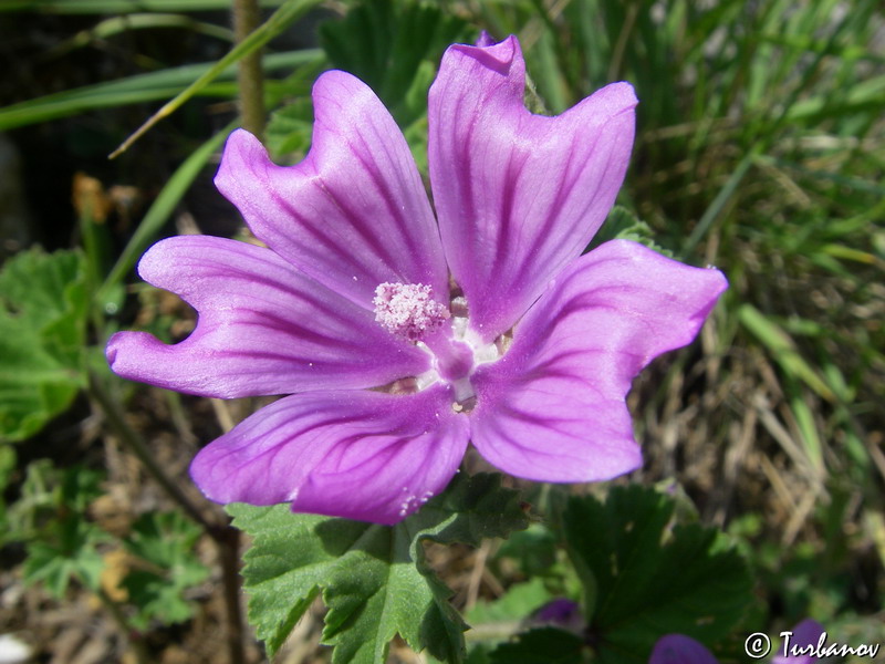Image of Malva mauritiana specimen.