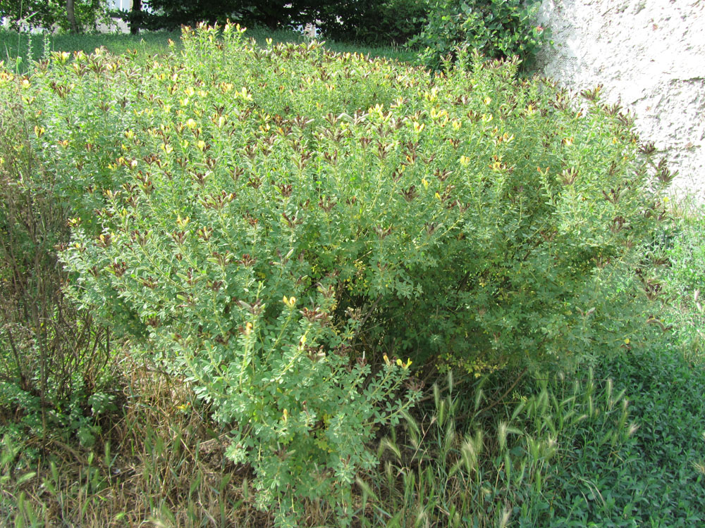 Изображение особи Chamaecytisus austriacus.