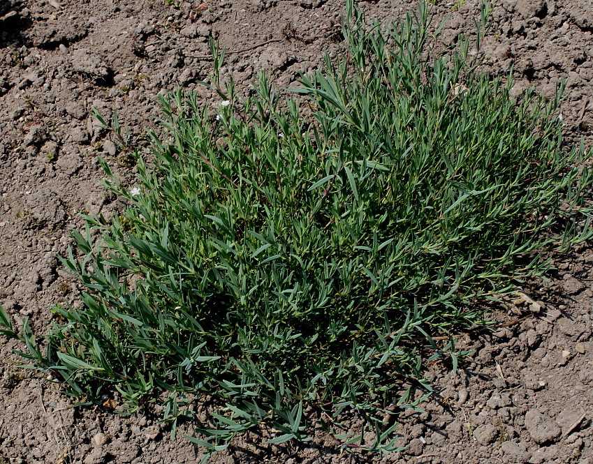 Image of Gypsophila repens specimen.