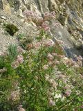 Eupatorium cannabinum. Верхушка цветущего растения. Краснодарский край, окр. г. Геленджик, прибрежная гора, каменистый склон. 31.07.2013.
