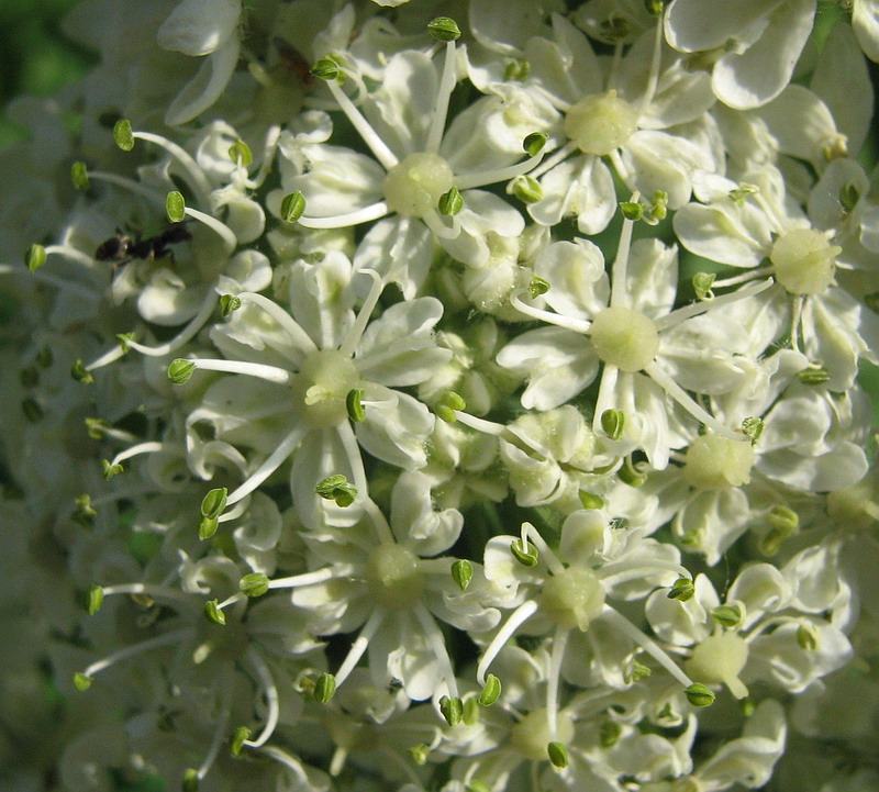 Изображение особи Heracleum stevenii.