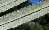Image of taxon representative. Author is Геннадий Окатов