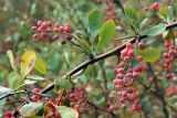 Berberis nummularia