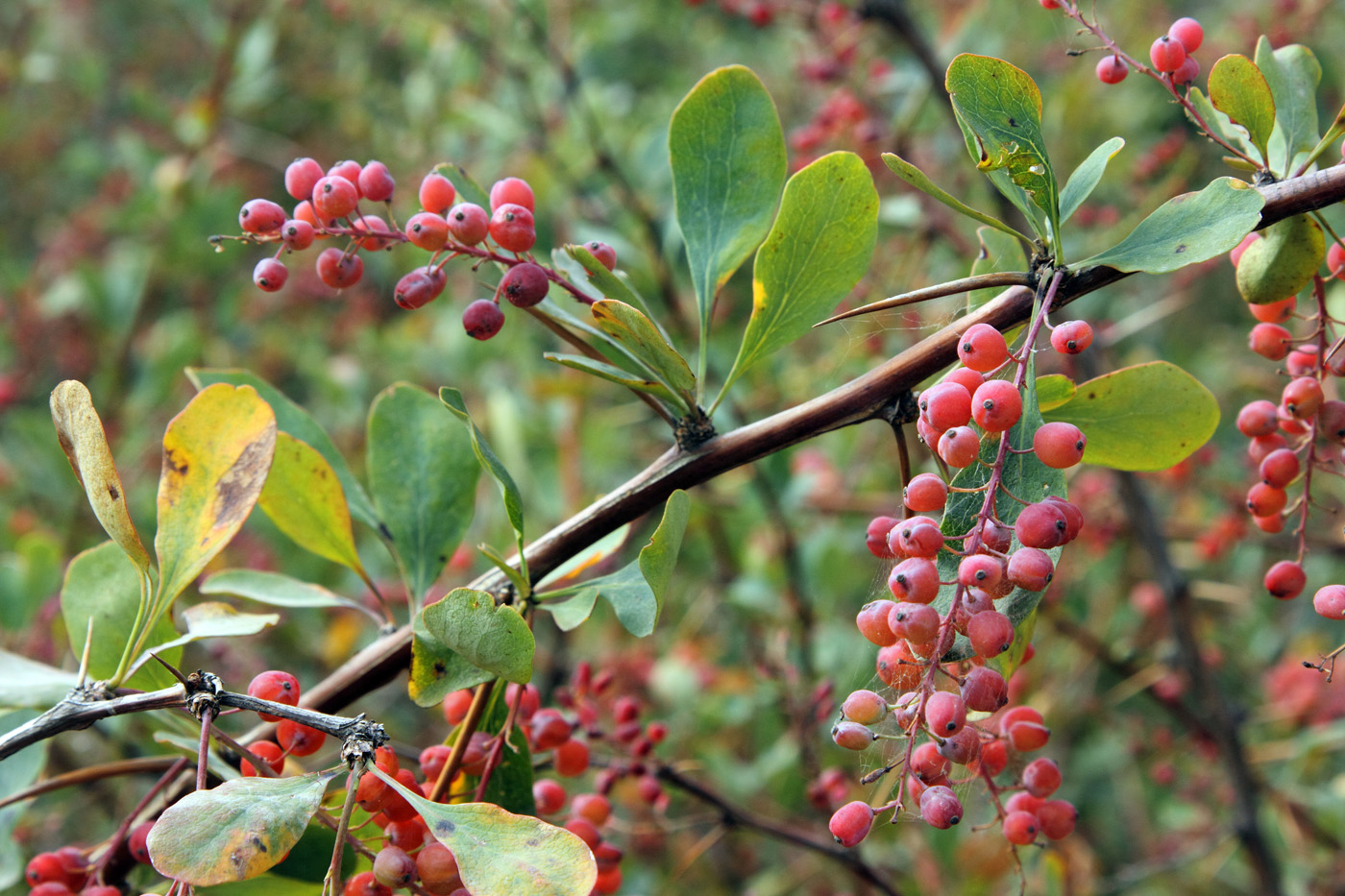 Изображение особи Berberis nummularia.