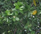 Barringtonia asiatica