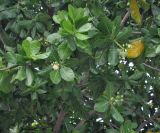 Barringtonia asiatica. Часть кроны с цветком и плодами. Таиланд, Краби. 18.06.2013.