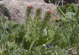 Rhodiola linearifolia. Цветущие растения. Казахстан, Заилийский Алатау, перевал Талгар, 3200 м н.у.м. 30.06.2013.