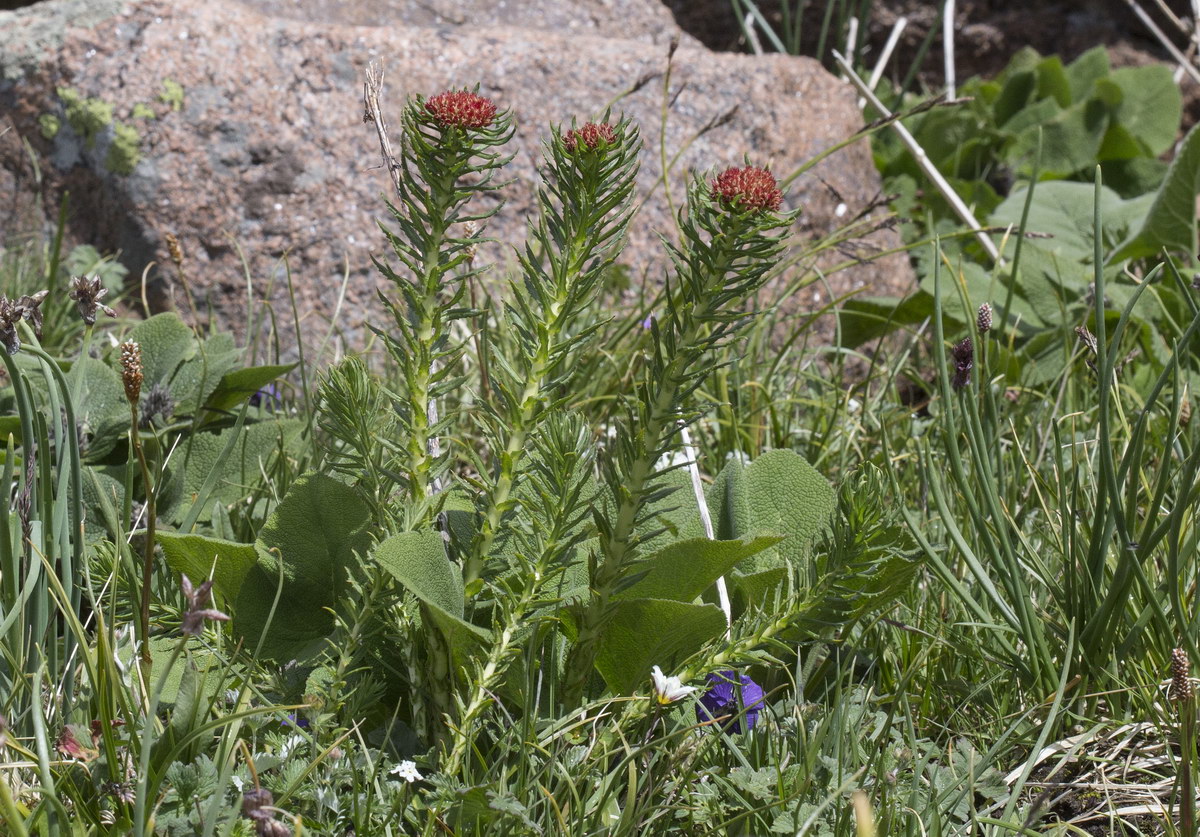 Image of Rhodiola linearifolia specimen.