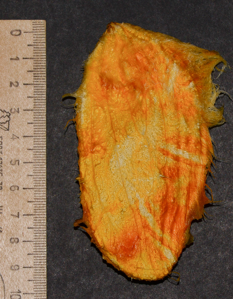 Image of Mangifera indica  specimen.