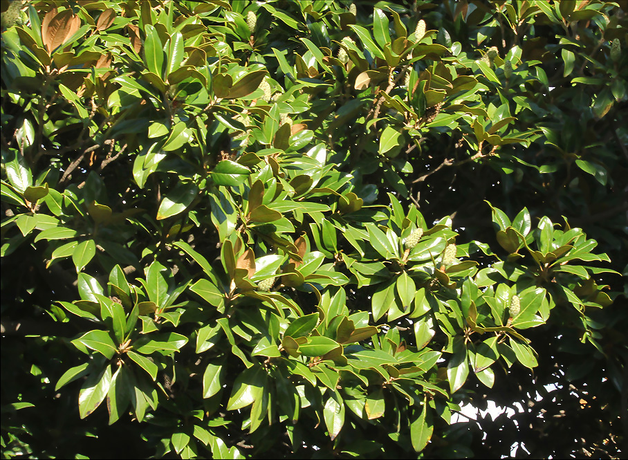 Image of Magnolia grandiflora specimen.