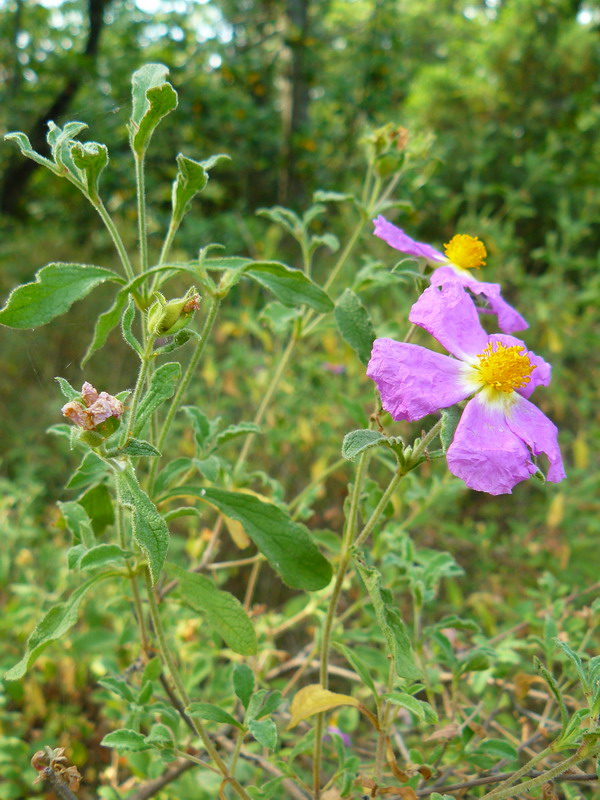 Изображение особи Cistus tauricus.