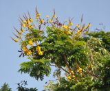 Peltophorum pterocarpum. Ветвь с соцветиями. Таиланд, остров Пханган. 25.06.2013.