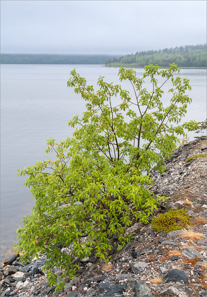 Изображение особи род Salix.