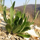 Pilosella &times; auriculoides